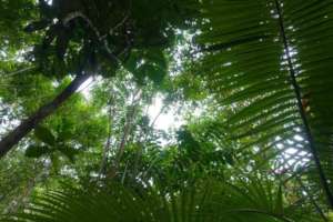 Beautiful closed canopy (MFaught)