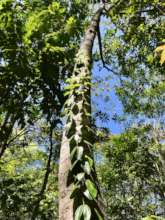 Beautiful, natural processes and development