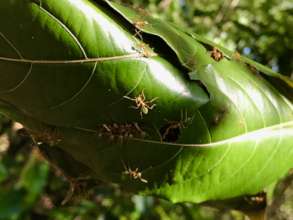 The Green Ants are happy with the habitat
