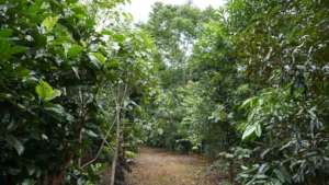 Walking track through the healthy young rainforest