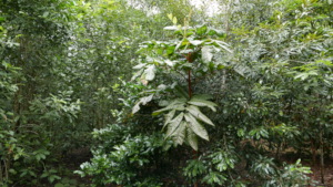 Fruits of Labour - Lot 46 Restoration