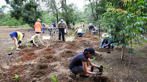 volunteers planting rainforest trees