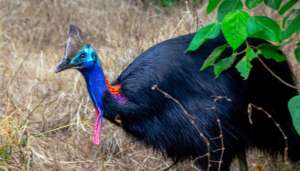 Cassowary at Lot 46
