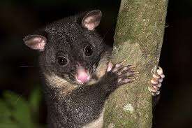 Cinereus Ringtail Possum