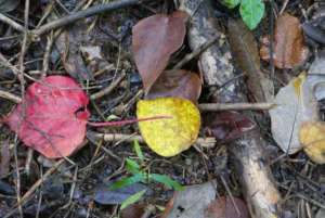 Leaf Litter sample (photo MFaught)