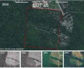 The reforested Lot 46 over time, from above