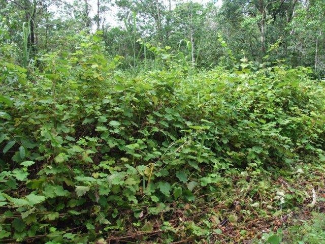 Create a Nature Conservation Reserve on Lot 46