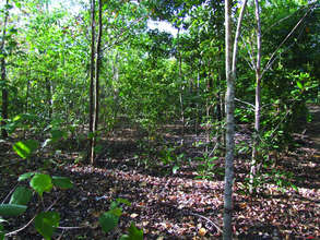 Trees planted in 2010