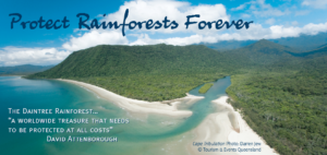 Daintree rainforest