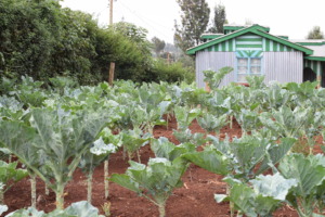One of our farmers growing "sukumu wiki" (kale)