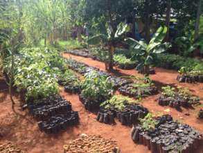 Some grafted mango seedlings waiting to be planted