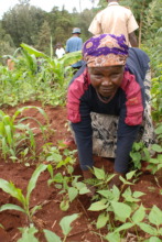 A farmer planting a fast-growing albizia tree