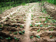 An established nursery with a growing live fence
