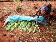 A Tawa woman tends her vegetable nursery