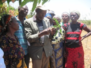 Farmers choose mango scions for grafting