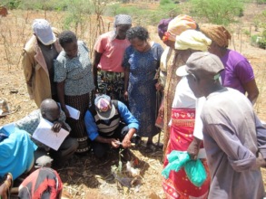 Farmers learn to graft mangoes