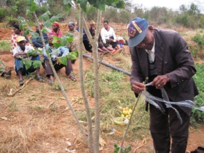 Mr. Peter demonstrating grafting techniques