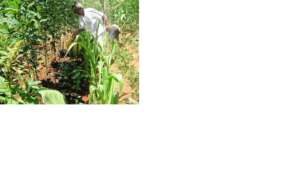 Benedita waters her Forest Garden tree seedlings