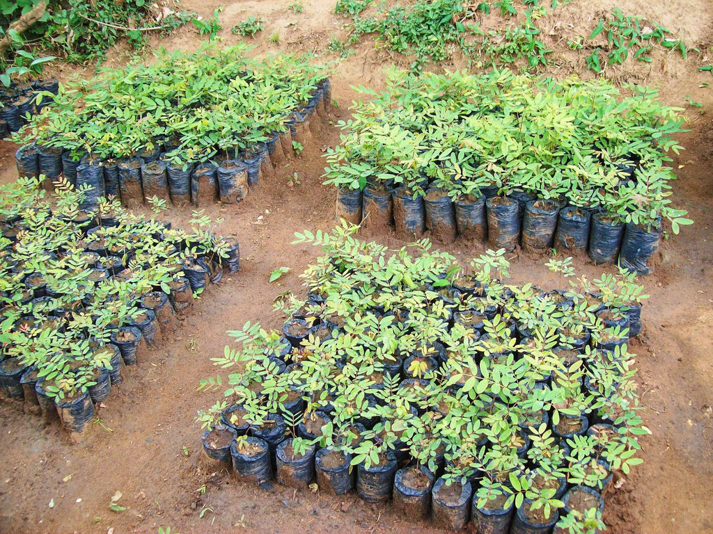 Grow Money on Fruit Trees! Help 288 Families!