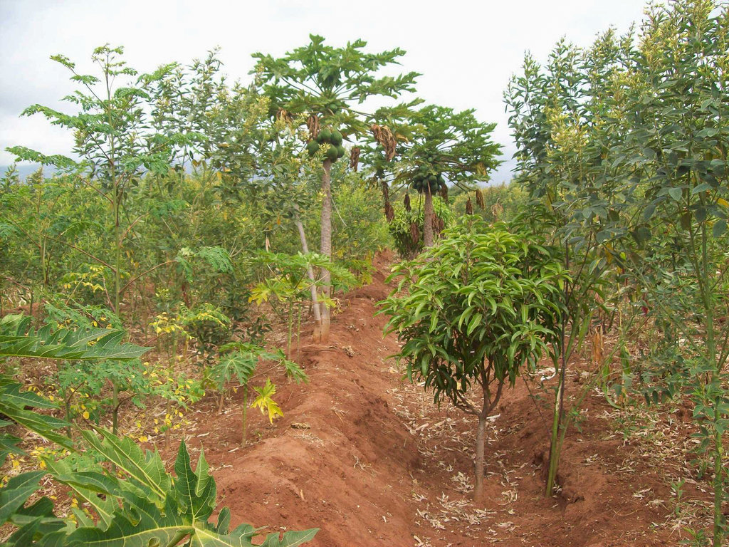 Grow Money on Fruit Trees! Help 288 Families!