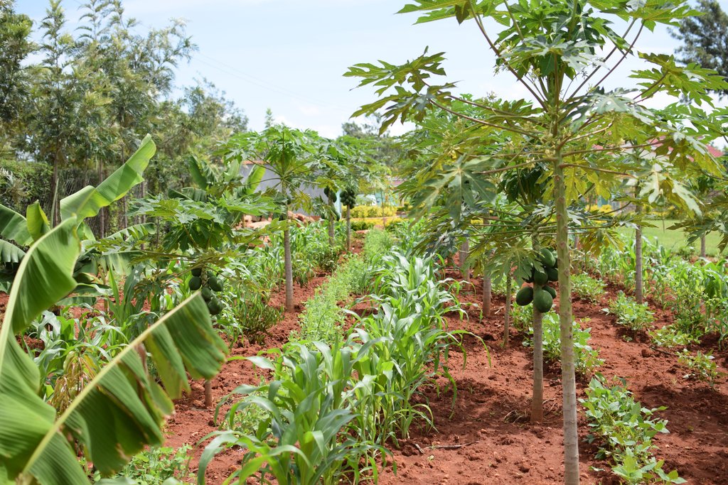 Grow Money on Fruit Trees! Help 288 Families!