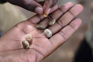 Seeds of Hope