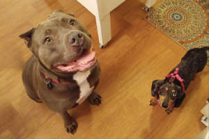 Bam with Marney, a former shelter dog whom Lacey f