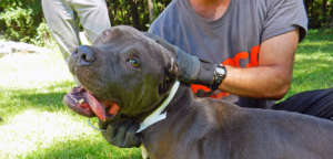 Bam on the day he was rescued from living on a cha