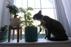 Piglet at home