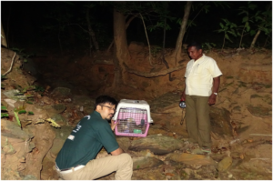 Releasing the rescued Asian Palm Civet