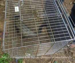 Palm Civet