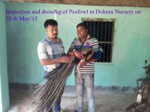 Peafowl inspection