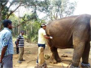Examination of a captive Elephant by Veterinarian