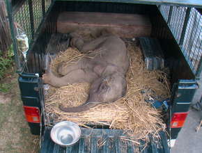 Orphaned elephant calf being transported in MVS