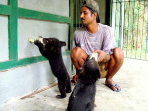 Orphaned Asiatic black bear cubs being handraised