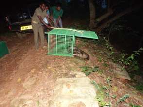 Python being released after rescue