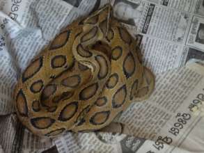 Russell's Viper Rescued