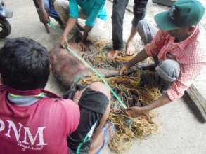 measurement of Injured Boar at Pithabata Range