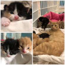 Sweet Tea and her Litter