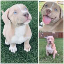 Collage of Puppies
