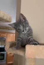 Herman After