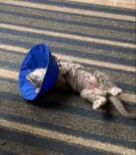Herman Recovering