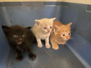 Sick Kittens Need Fosters
