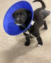 Post Amputation looking "Skippy"!