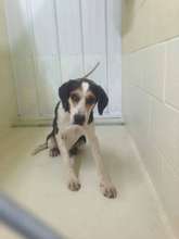Balthazar was heartworm positive.