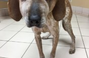 Homeless pets need your help with medical care!
