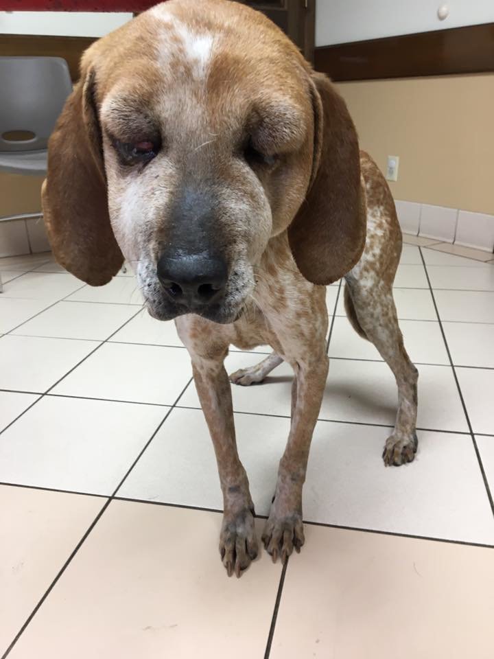 Homeless pets need your help with medical care!