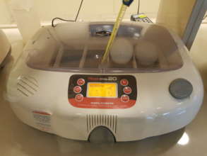 In the incubators