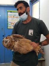 Eagle Owl with Chief Keeper, Shahar