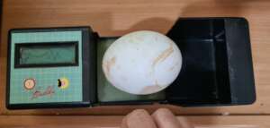 Test on Griffon vulture egg